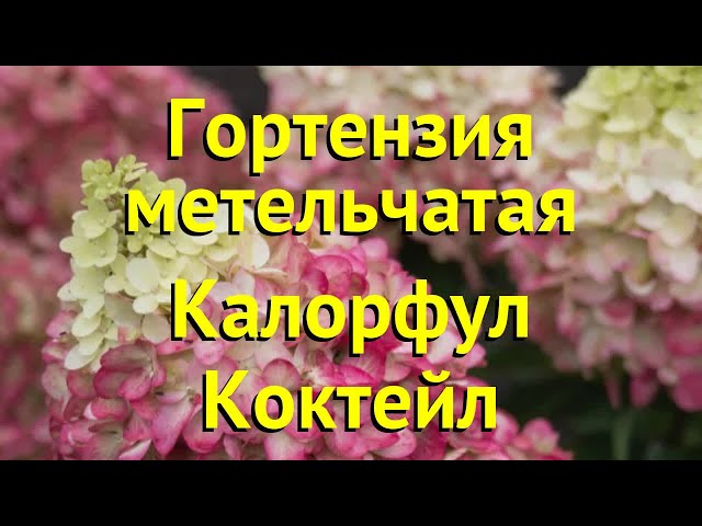 Гортензия метельчатая Меджикал Файр (С1.5) - Купить по ...