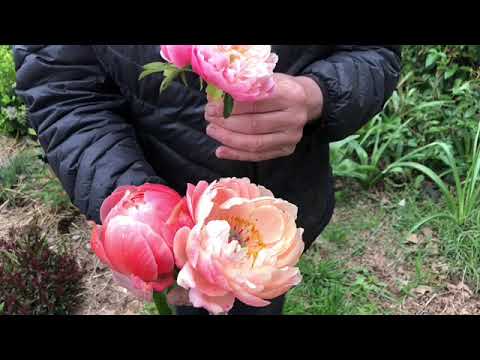 Tập tin:Paeonia lactiflora Pink Hawaiian Coral.jpg ...