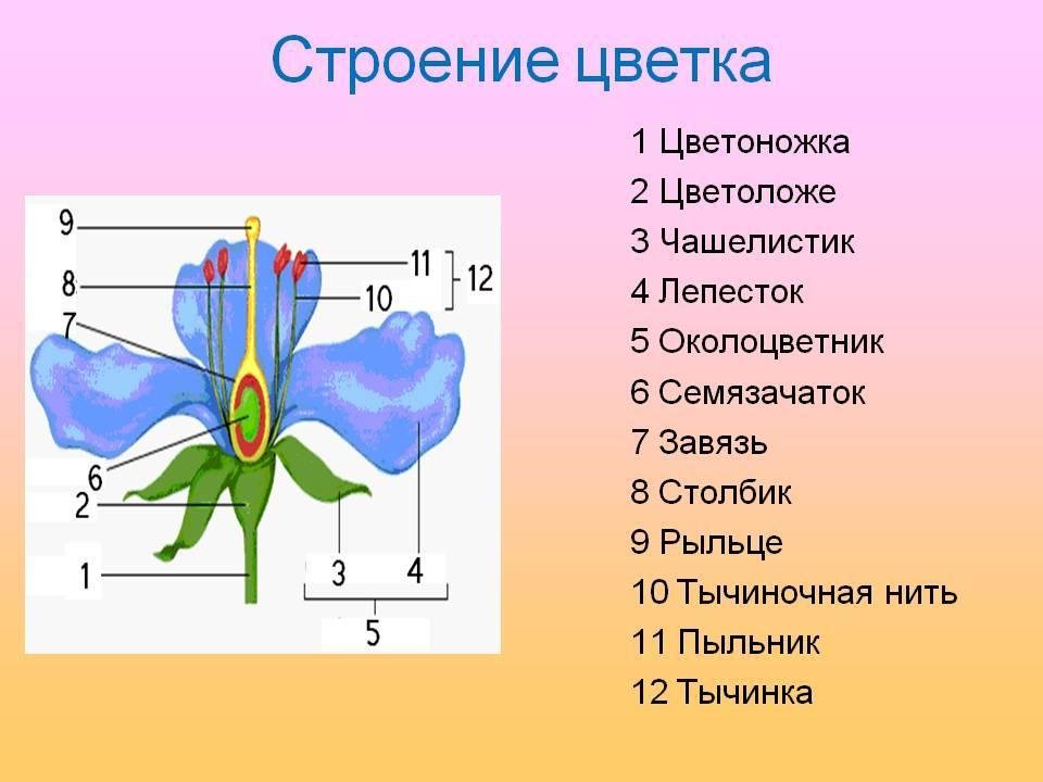 Решено)Параграф 10 ГДЗ Сивоглазов ...