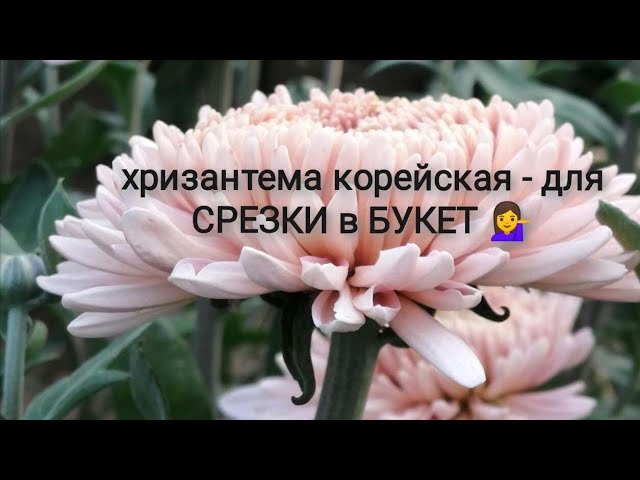 Хризантемы Корейские — купить в ...