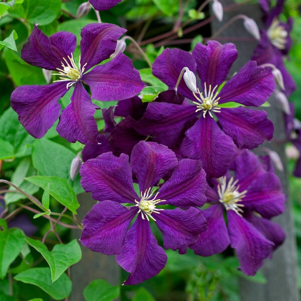 Клематис Етуаль Виолетт. (Clematis Etoile Violette) III ...