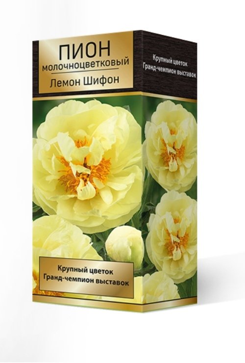 Купить саженцы Пион древовидный Ароматный чемпион (Fragrant ...