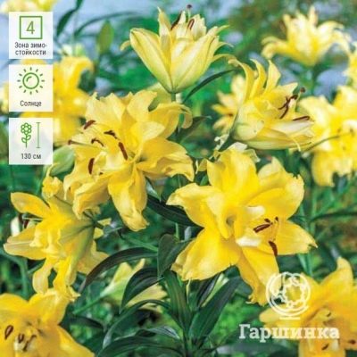 Лилия Экзотик Сан (Lilium Exotic Sun) купить луковицы в ...