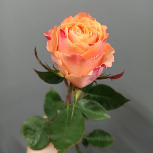 Carpe Diem Roses | Wholesale Ecuadorian Roses | Native Blooms