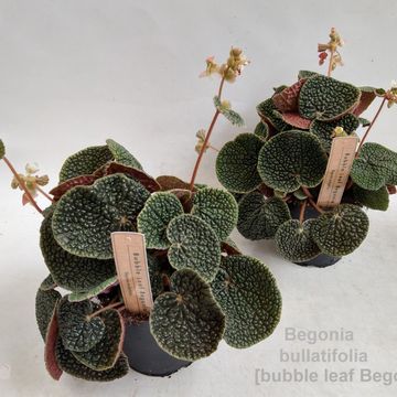 We love new plants ,this is BEGONIA BLACK FANG ...for indoors ...