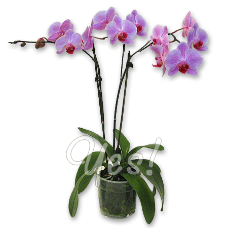 Фаленопсис Будапешт (Phalaenopsis Budapest) - YouTube