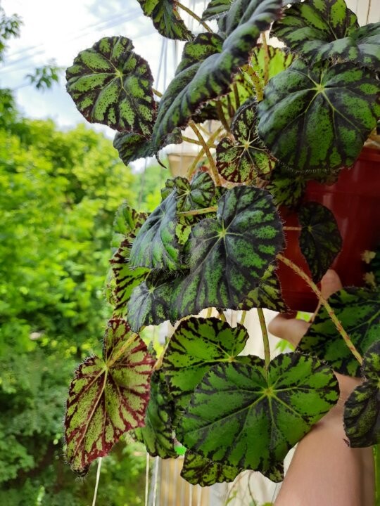 Бегония тигровая, Begonia Tiger (ID#1482239319), цена: 89 ...