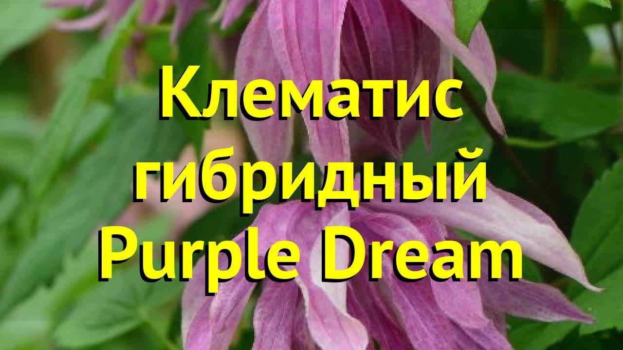 Клематис ботанический (Княжик) Пурпул Дрим (Clematis ...