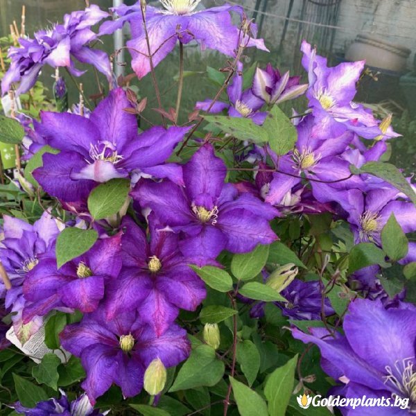 Clematis »Daniel Deronda ...