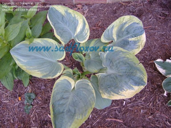 Хоста Сноу Кап (Hosta hybridum Snow Cap) - описание сорта ...