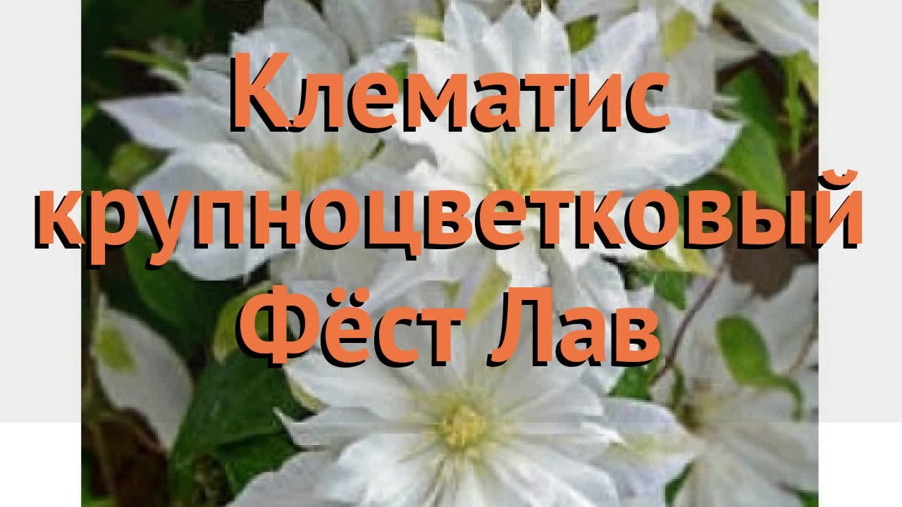 Клематис First Love (Ферст Лав): продажа, цена в Черкасской ...