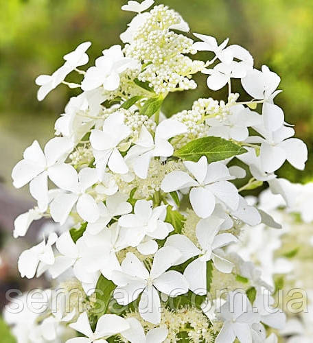 Hydrangea paniculata `Levana ...