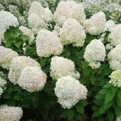 Саженец метельчатой гортензии 'Фантом'/Hydrangea pan ...