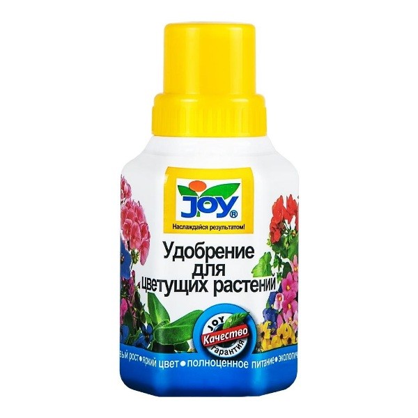 Epipremnum aureum N'Joy или Сцендапсус ...