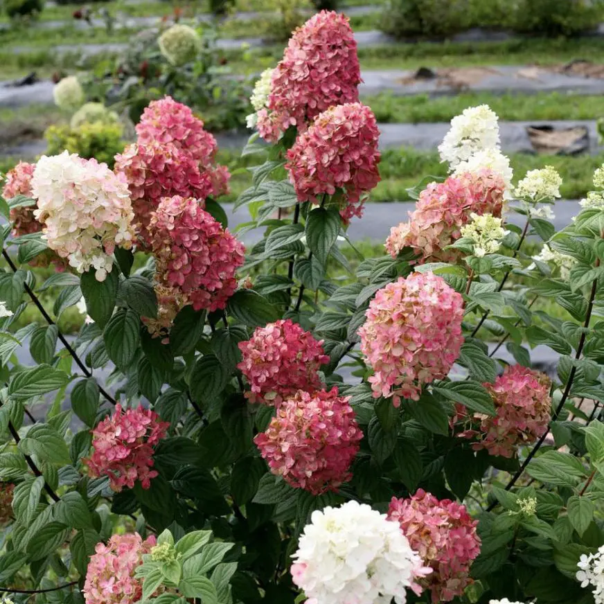 Hydrangea paniculata Magical Candle. Гортензия метельчатая ...