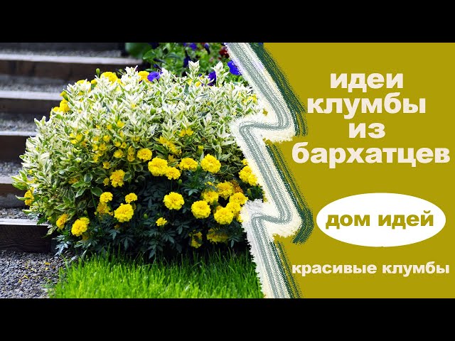 Цветы, незаменимые для красочной клумбы - бархатцы - Good ...