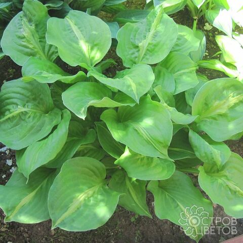 Hosta Mango Tango - Fransen Hostas