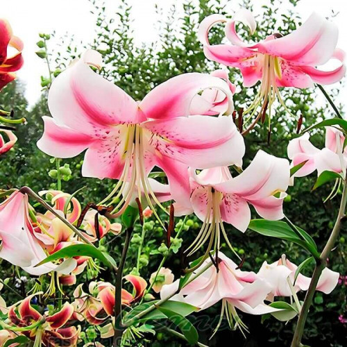 Lily (Lilium 'Anastasia ...