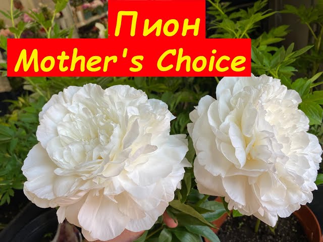 Пион Mothers Choice, 3-5 eye