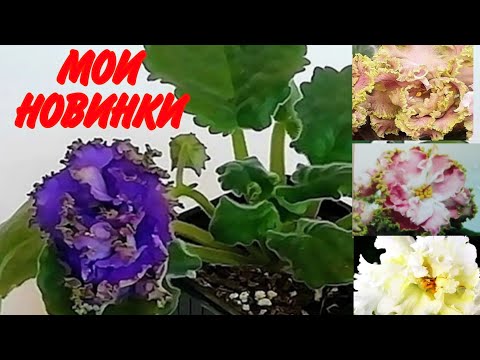 Фиалка ЛФ-Фея Огня: отзывы, описание сорта, фото, видео ...