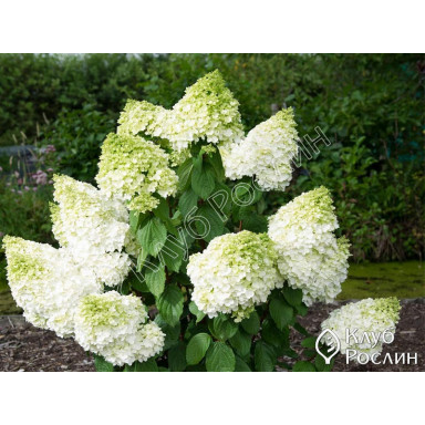 Гортензия Мэджикал Мунлайт | Купить саженцы Hydrangea ...