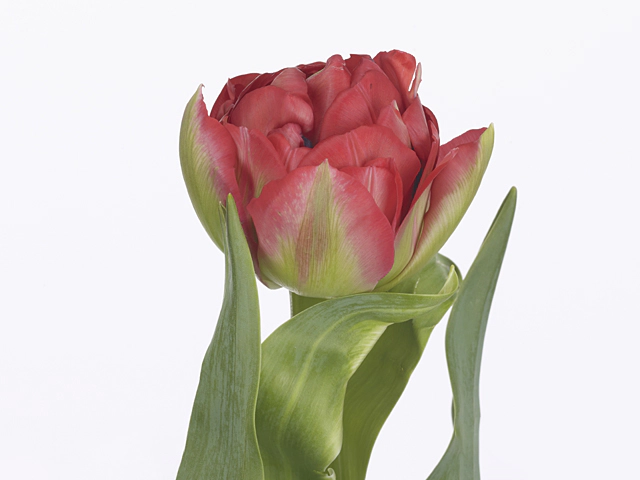 Tulipa Double Late 'Icoon' Tulip from ...