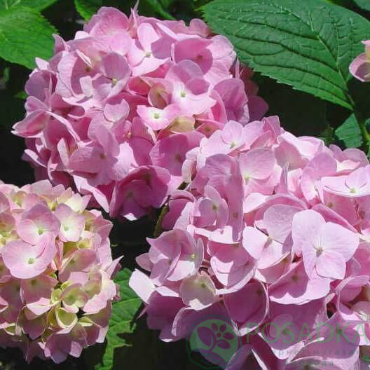 Hydrangea macrophylla Endless Summer Bloom star Гортензия ...