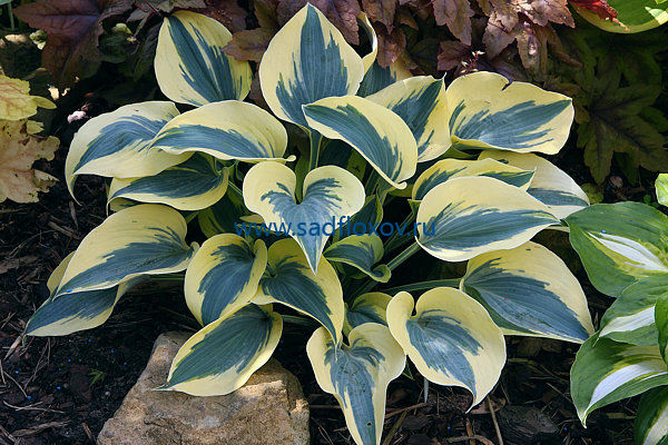 Купить Хоста Отумн Фрост | Hosta Autumn Frost (1 шт)(ЗКС) в ...