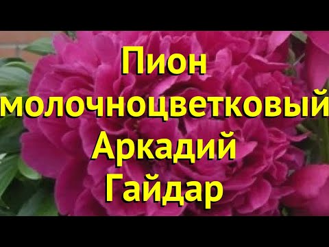 Пион Аркадий Гайдар / Arkadij Gaydar