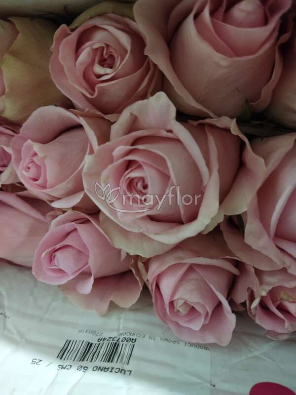 Wholesale Luciano Pink Roses | Bulk Luciano Pink Roses