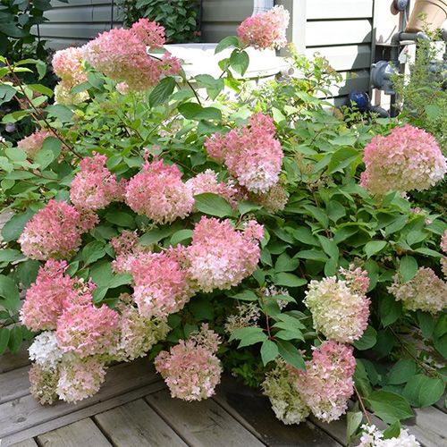 Гортензия метельчатая Тач оф Пинк (Hydrangea paniculata Touch ...