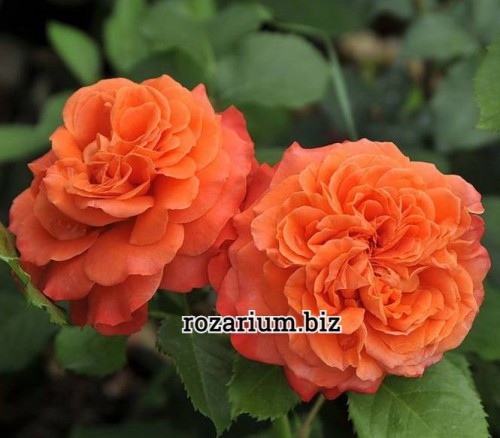 Hoa hồng Allumage - Rosa Orientis – Kobeta Garden