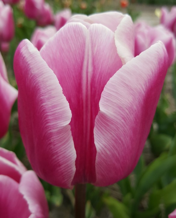 Tulipa 'Aafke' Pflanze, Pflege & Tipps ...