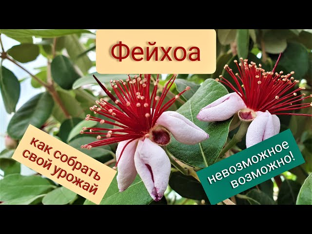 Фейхоа — Feijo или Акка — Acca aописание и уход на FloralWorld.ru