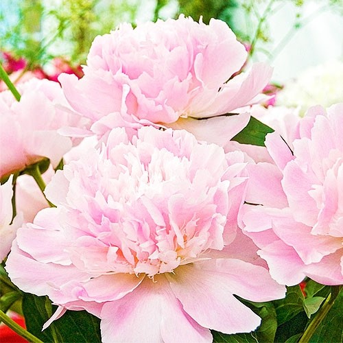 Paeonia Diana Parks Пион Диана Паркс