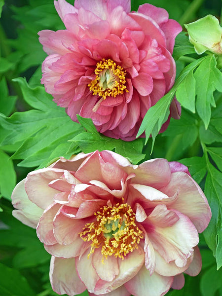 Paeonia (Itoh Gr.) 'Magical Mystery ...