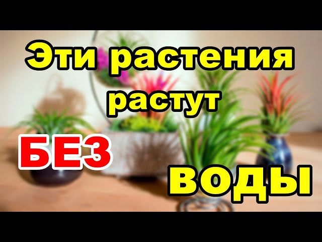 Как сохранить цветы и растения уезжая в ...