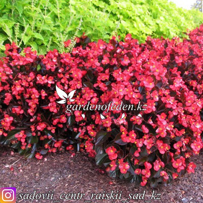 Megawatt™ Pink Bronze Leaf Begonia