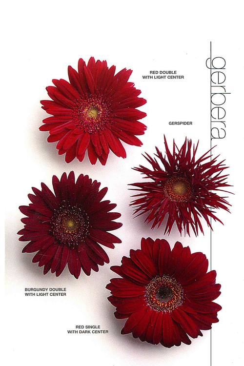 Mini Gerbera Design Fuchsia