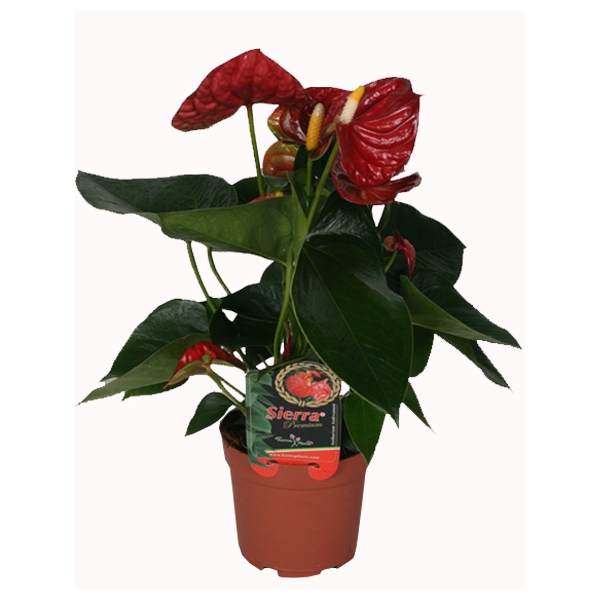 Антуриум — Anthurium описание и уход на FloralWorld.ru