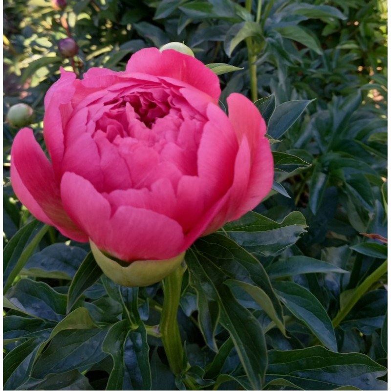 Paeonia 'Coral Sunset' - Садовые ноты