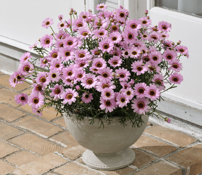 Аргирантемум - Argyranthemum D14 H20