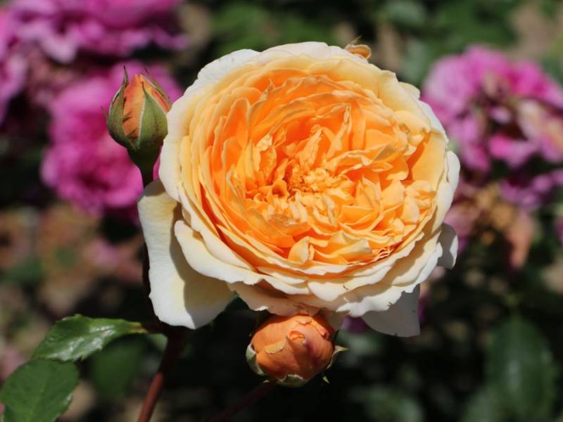 Crown Princess Margareta | Lens Roses