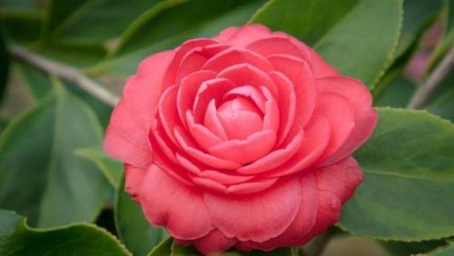 Камелия японская (Camellia japonica) — описание, выращивание ...