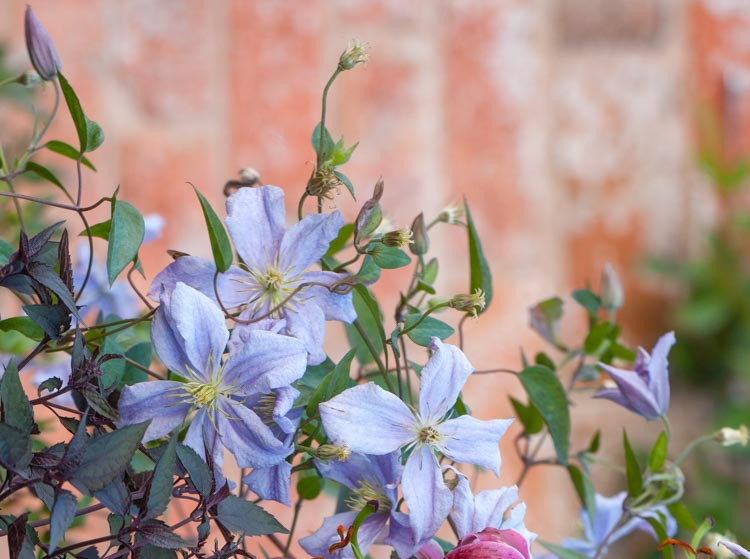 Clematis viticella Emilia Plater ...