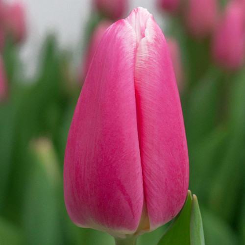 Тюльпан льнолистный (Tulipa linifolia) - Тюльпаны ...