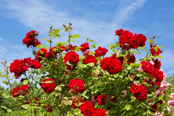 Эффектная клумба с лавандой и розами.🌹Потрясающий клематис ...