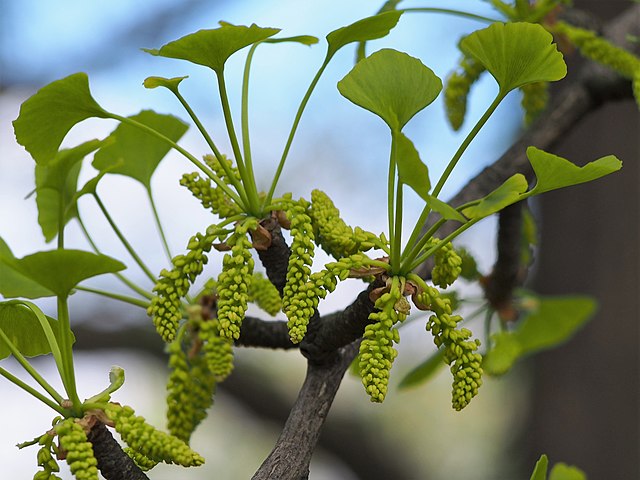 Гинкго Билоба Марикен (Штамб) (Ginkgo biloba Mariken Stem)