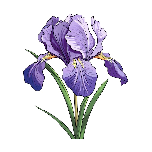 Iris Color | ArtyClick