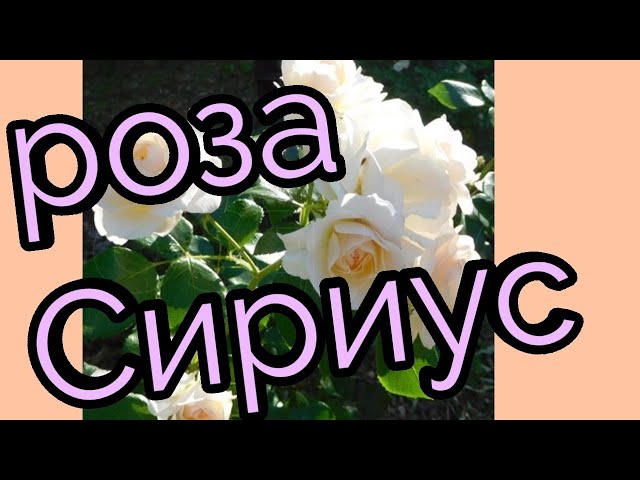 Роза Сириус флорибунда, Тантау купить в ...